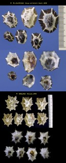 ウノアシ Patelloida saccharina lanx small
