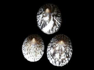 ヒメコザラ (シボリガイ型) Patelloida pygmaea small