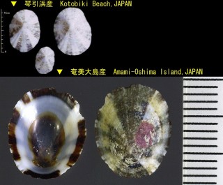 シボリガイ Patelloida pygmaea signata small