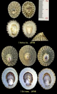 カモガイ 鴨 貝 Collisella dorsuosa small