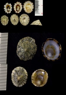 コガモガサ Lottia luchuana small