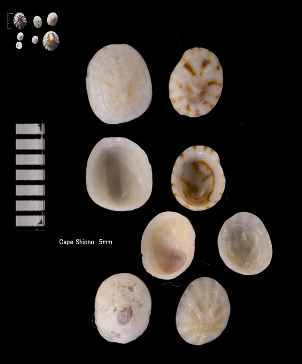 ヤヨイハナガサ 弥生花笠 Collisella oyamai small