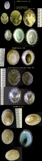 アオガイ Nipponacmea schrenckii small