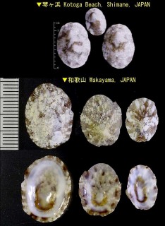 サクラアオガイ Nipponacmea gloriosa small