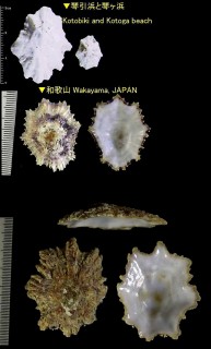 ツタノハ 蔦の葉 Patella flexuosa small