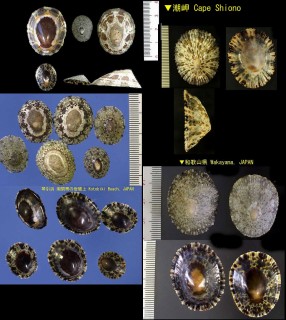 ベッコウガサ (ベッコウザラ) Cellana grata small