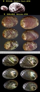 トコブシ 床臥 Haliotis aquatilis small