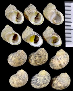イシダタミアマオブネ Nerita helicinoides small