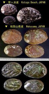 クロアワビ 黒鮑 Haliotis discus discus small