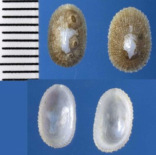 シロスソカケガイ Tugali decussata small