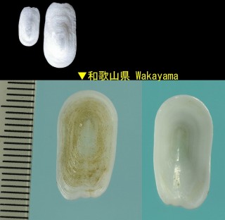 オトメガサ Scutus sinensis small