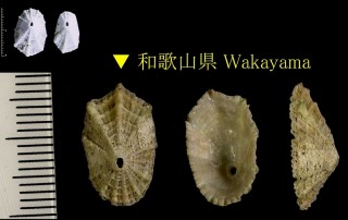 クズヤガイ 葛屋貝 Diodora sieboldii small