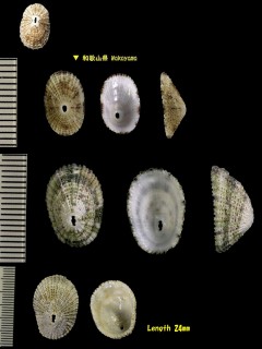 テンガイ 天蓋 Diodora quadriradiata small