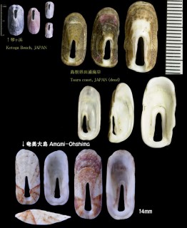 スカシガイ 透貝 Macroschisma sinense small