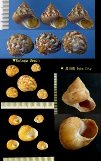エビスガイ Calliostoma unicum small