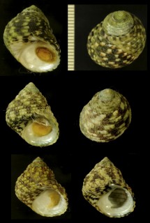 イシダタミ Monodonta labio confusa small