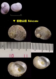 アシヤガイ 芦屋貝 Granata lyrata small