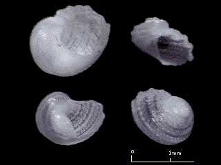 アシヤガイの幼? Granata lyrata ? small