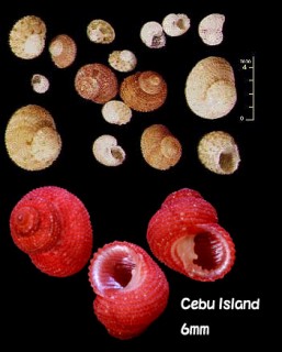 カバサンショウガイモドキ Euchelus rubra small