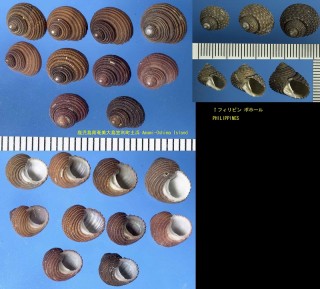 サンショウガイモドキ 山椒貝擬 Euchelus lischkei small