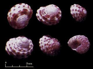 イボサンショウガイモドキ 近似別種 Euchelus sp. small