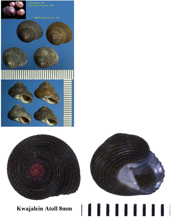 クロマキアゲエビス Clanculus microdon small