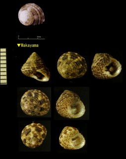 コマキアゲエビス Clanculus bronni small