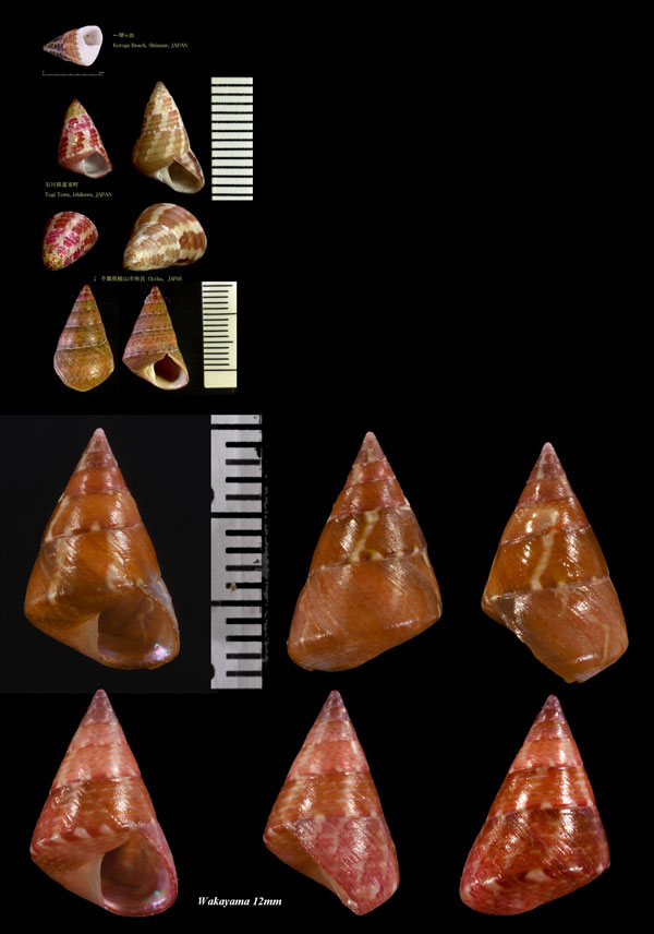 チグサガイ 千種貝 Cantharidus japonicus small