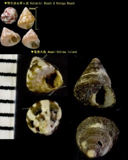 イワカワチグサ 岩川千草 Iwakawatrochus urbanus small