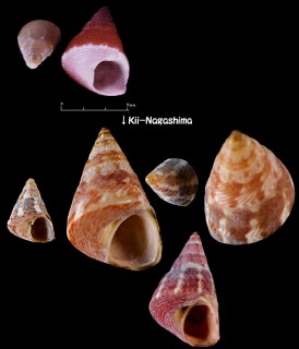 コマイチグサ 駒井千草 Komaitrochus pulcher small