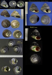 クボガイ Chlorostoma argyrostoma lischkei small