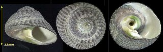 ヘソアキクボガイ Chlorostoma turbinatum small