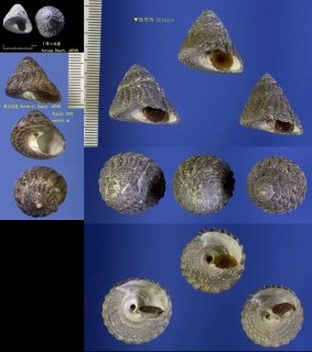オオコシダカガンガラ Omphalius pfeifferi carpenteri small