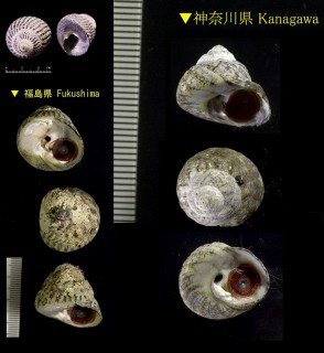 コシダカガンガラ Omphalius rusticus small