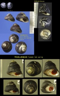 ヒメクボガイ Omphalius nigerrimus small