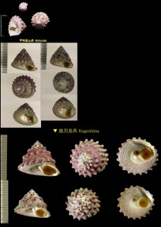 ウズイチモンジ Trochus sacellus rota small