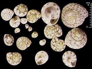 キサゴ Umbonium costatum small