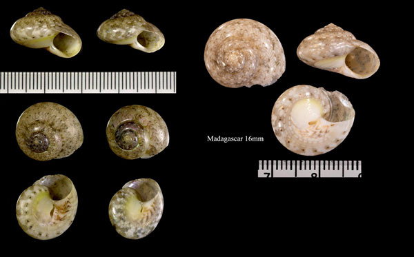 キサゴモドキ Ethalia guamensis small
