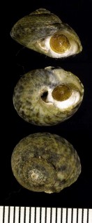 キヌシタダミ Sericominolia stearnsii small