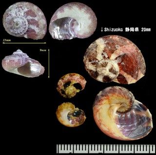 アシヤガマ Stomatolina rubra small