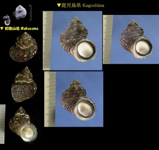 コシダカサザエ Turbo stenogyrus small