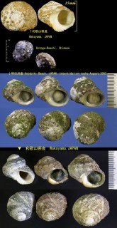 スガイ 酢貝 Turbo coronatus coreensis small