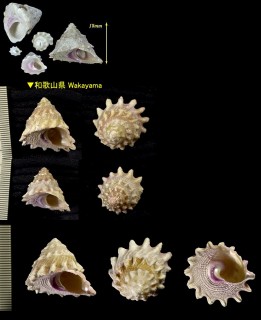 ウラウズガイ Astraea haematraga small