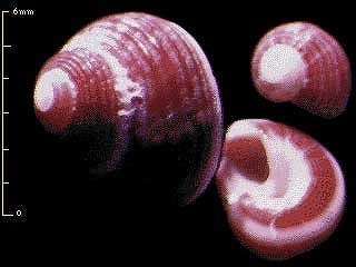 チグササンショウガイ Homalopoma incarnatum small