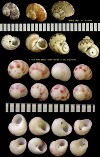 サンショウスガイ Homalopoma pilula small