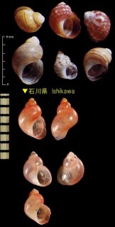 ベニバイ 紅バイ Tricolia megastoma small