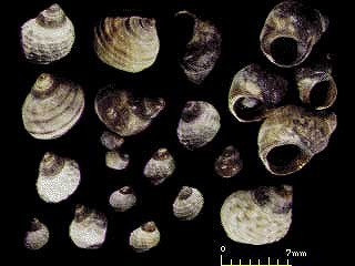 アラレタマキビ Nodilittorina exigua small