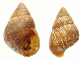クリイロカワザンショウ Angustassiminea castanea small