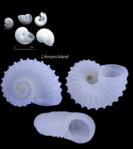 ワダチシタダミ(キクメンガイ) Munditiella ammonoceras small