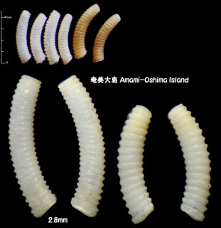 ミジンギリギリツツガイ Caecum gracile small